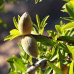 What to do with almond skins? 7 almond tree