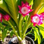 Cultivate the Vibrant Dragon Fruit Pitaya Plant 3 dragon fruit pitaya plant