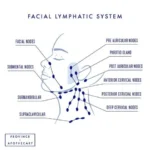 The Lymphatic System: Your Body's Silent Guardian 6 A lymphatic diagram of the face