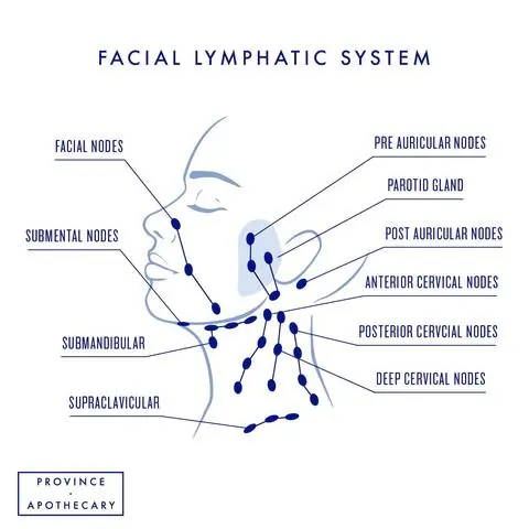 A lymphatic diagram of the face