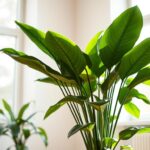 care of dieffenbachia plant