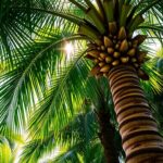 sunlight exposure for palms