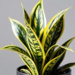 buy black and gold snake plant