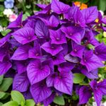 buy purple heart plant